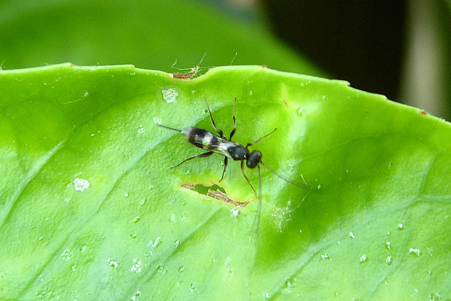 Pot-pourri di Ichneumonoidea